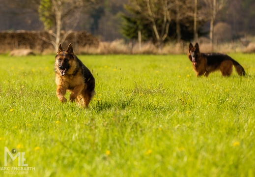 Tiere